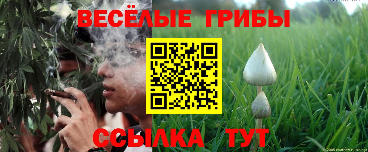 Галлюциногенные грибы Psilocybine cubensis Родники